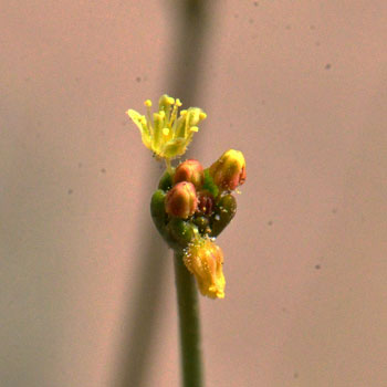 Little Deserttrumpet has yellow to greenish-yellow flowers often with greenish to reddish midribs. The genus Eriogonum is well represented in the southwest United States, and in Arizona, both for species numbers and individual populations. Eriogonum trichopes 